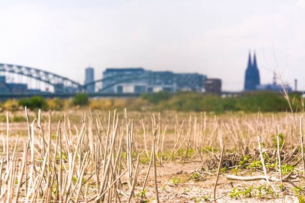 News Themen der Woche KW24 News Bilder des Tages NRW, Wassermangel im Rhein bei Köln Rhine River In Cologne Ahead Of Dry Weather Season A general view of the bank of the Rhine River in Cologne, Germany, on June 15, 2023, is seen ahead of the dry weather season cologne Germany  Copyright: xYingxTangx originalFilename: tang-notitle230615_npxsZ.jpg