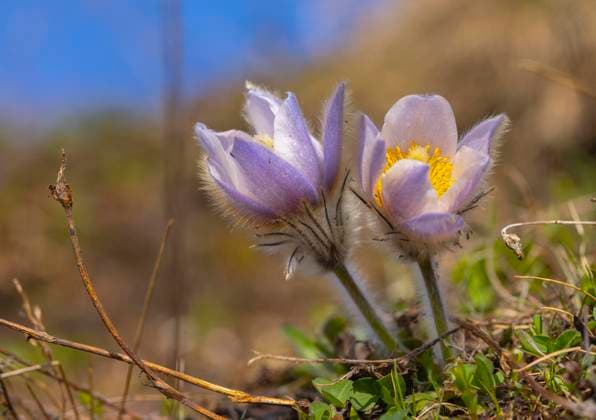  Kuhschelle (Pulsatilla vulgaris) augeblüht *** Kuhschelle Pulsatilla vulgaris augeblüht Copyright: imageBROKER/GoMaierhofer ibxgot09347057.jpg