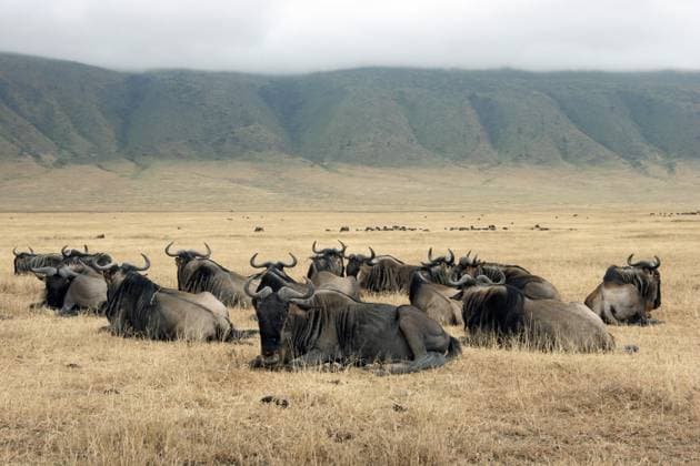  Streifengnu (Connochaetes taurinus), gestreifte Gnuherde beim Ausruhen im Ngorongorokrater Tansania, Ostafrika *** Blue Wildebeest Connochaetes taurinus , Striped Gnuherde at Resting at Ngorongorokrater Tanzania, East Africa Copyright: imageBROKER/alimdix/xArterra ibltsm09353492.jpg