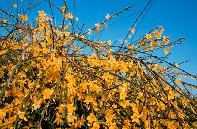  Jasmin (Jasminum nudiflorum) *** Jasmin Jasminum nudiflorum Copyright: imageBROKER/P.xWegner iblwep05438190.jpg