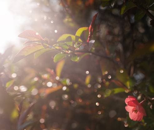 Abstract flowers nature background in sunset. Close up background nature of spring flowers in sunset. Spring flowers. Springtime. Copyright: xZoonar.com ViktoriaxRoschenx 17143322