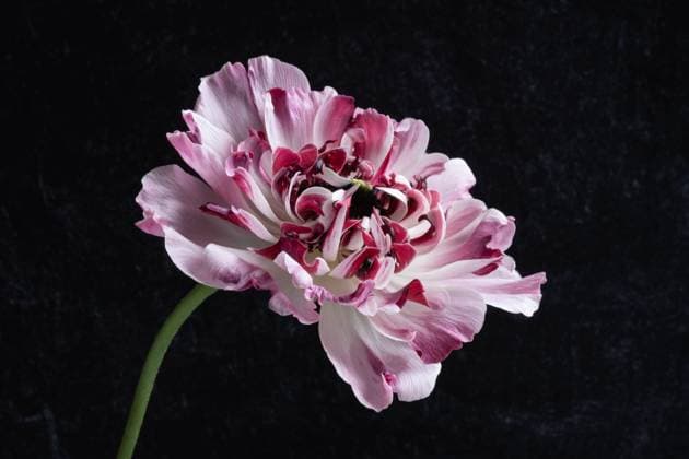Pink and white ranunculus flower against gray background. United States, District of Columbia, Washington R_YWPB230618-1202284-01