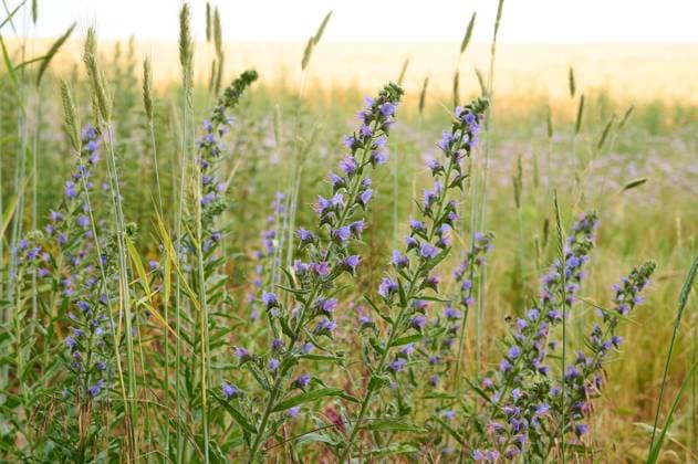 Natur Gewoehnlicher Natternkopf Bluehender Gewoehnlicher Natternkopf (Echium vulgare) an einem Feldrand in Brandenburg. 17.6.2023, *** Nature Common vipers bugloss Blue flowering common vipers bugloss Echium vulgare on a field edge in Brandenburg 17 6 2023,