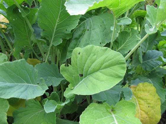 Markstammkohl, Brassica oleracea Markstammkohl, Brassica oleracea Copyright: xZoonar.com HeikexRaux 7652341