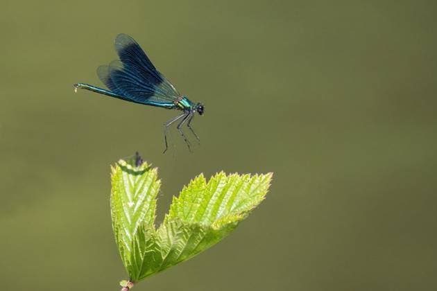 Gebänderte Prachtlibelle (calopteryx splendens), Männchen im Anflug auf Laubblatt, Hessen, Deutschland, Europa *** Banded Splendid dragonfly Calopteryx splendens , Male at Approach at Foliage, Hesse, Germany, Europe Copyright: imageBROKER WilfriedxMartin ibxwma09326876.jpg