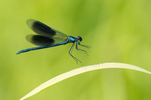 Gebänderte Prachtlibelle (calopteryx splendens), Männchen im Anflug auf Schilfhalm, Hessen, Deutschland, Europa *** Banded Splendid dragonfly Calopteryx splendens , Male at Approach at Reed, Hesse, Germany, Europe Copyright: imageBROKER WilfriedxMartin ibxwma09326878.jpg