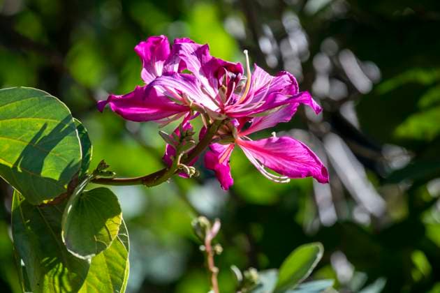 June 10, 2023, Sydney, New South Wales, Australia: Orchid Tree (Bauhinia Variegata Purpurea) at Royal Botanic Garden in Sydney, New South Wales, Australia. The masses of flowers are pollinated by Bees. Sydney Australia - ZUMAm34_ 20230610_znp_m34_083 Copyright: xTaraxMalhotrax