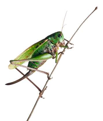 Female wart-biter, a bush-cricket, Decticus verrucivorus, in front of white background Copyright: xEricxIsseléex xDesignxPicsx , 31732922 Copyright: EricxIsseléex xDesignxPics 31732922 !ACHTUNG AUFNAHMEDATUM GESCHÄTZT! RECORD DATE NOT STATED