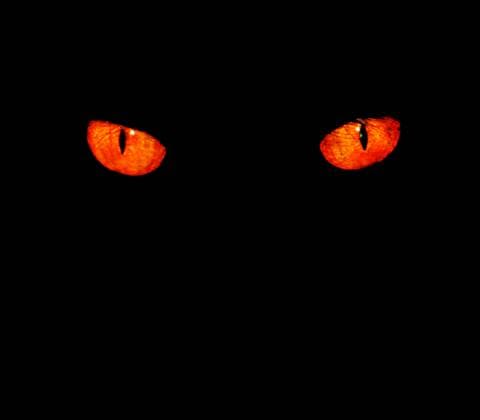 Animal eyes in black Serious, evil animal eyes stare at something in black, Copyright: xZoonar.com Yueh-JenxLux 2693822