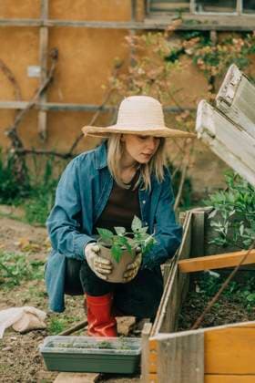Woman planting vegetable seedling in cold frame at garden model released, Symbolfoto property released, VSNF00884