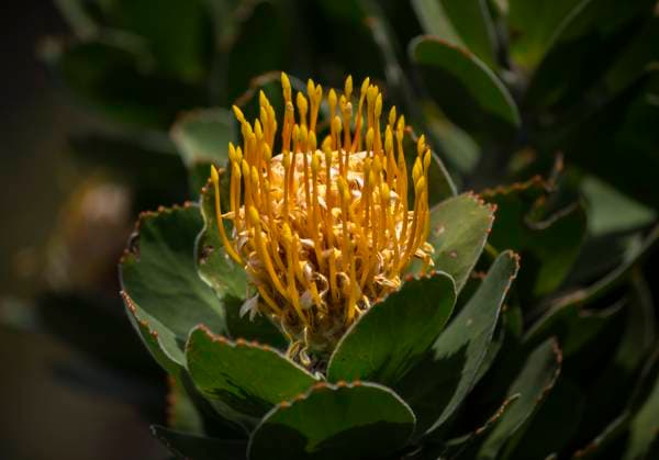 Creative Highlights World Protea: Wunderschöne Blüten aus Südafrika. Wunderschön und groß sind die Blüten der Protea, der wahrscheinlich beliebtesten Wildblume der Welt. Bis zu drei Meter hoch können die Büsche werden, die vor allem auf der Südhalbkugel wachsen und in der Kapregion weit verbreitet sind. Bekannt ist die King Protea als Wappen- und Nationalblume Südafrikas. Kapstadt Western Cape Südafrika *** Protea Beautiful flowers from South Africa Beautiful and large are the flowers of the Protea, probably the most popular wildflower in the world Up to three meters high can grow the bushes, which grow mainly in the southern hemisphere and are widespread in the Cape region Known is the King Protea as the emblem and national flower of South Africa Cape T