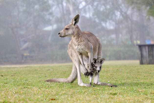 **VIDEO AVAILABLE. CONTACT INFO@COVERMG.COM TO RECEIVE.** Two adorable kangaroo joeys have taken their first hops . The two Eastern grey kangaroo joeys, named TayTay and Swifty, had the special moment captured on camera by keepers at the Australian Reptile Park. The pair have been named by Keepers as ?TayTay? and ?Swifty?, due to excitement buzzing around the Mammals Team this week after Taylor Swift announced her Australian tour. As they continue to find their footing, the joeys are still in the early stages of exploring. In the upcoming weeks, they will gradually gain confidence and begin to bound around and explore the park. For now, the joeys are both joeys are remaining close to their mum?s side but as they get older, wi Copyright: xx 52848304 EDITORIAL USE ONLY. NOT FOR USE BY NEWSPAPERS BASED IN THE UK.