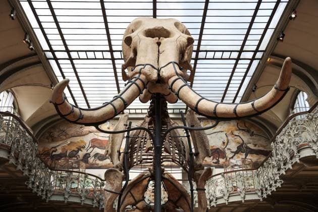 Restored Durfort Mammoth At National Museum Of Natural History - Paris Unveiling of the restored Durfort mammoth at the National Museum of Natural History in Paris. An emblematic figure in the Gallery of Paleontology and Comparative Anatomy of the Museum, where it has been presented for nearly 150 years, the skeleton of the Durfort mammoth is also the only French specimen mounted and exhibited, on June 27, 2023 in Paris. Photo by Christophe Michel ABACAPRESS.COM PARIS ILE DE FRANCE France  Copyright: xMichelxChristophe ABACAx 858586_001 MichelxChristophe ABACAx 858586_001