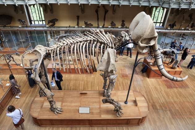 News Themen der Woche KW26 Bilder des Jahres 2023, News 06 Juni News Bilder des Tages Restored Durfort Mammoth At National Museum Of Natural History - Paris Unveiling of the restored Durfort mammoth at the National Museum of Natural History in Paris. An emblematic figure in the Gallery of Paleontology and Comparative Anatomy of the Museum, where it has been presented for nearly 150 years, the skeleton of the Durfort mammoth is also the only French specimen mounted and exhibited, on June 27, 2023 in Paris. Photo by Christophe Michel ABACAPRESS.COM PARIS ILE DE FRANCE France  Copyright: xMichelxChristophe ABACAx 858586_013 MichelxChristophe ABACAx 858586_013