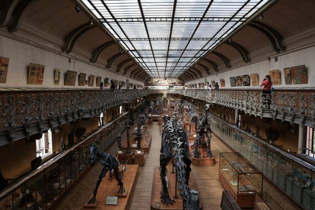Restored Durfort Mammoth At National Museum Of Natural History - Paris Unveiling of the restored Durfort mammoth at the National Museum of Natural History in Paris. An emblematic figure in the Gallery of Paleontology and Comparative Anatomy of the Museum, where it has been presented for nearly 150 years, the skeleton of the Durfort mammoth is also the only French specimen mounted and exhibited, on June 27, 2023 in Paris. Photo by Christophe Michel ABACAPRESS.COM PARIS ILE DE FRANCE France  Copyright: xMichelxChristophe ABACAx 858586_016 MichelxChristophe ABACAx 858586_016