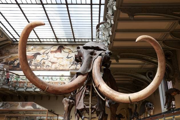 Restored Durfort Mammoth At National Museum Of Natural History - Paris Unveiling of the restored Durfort mammoth at the National Museum of Natural History in Paris. An emblematic figure in the Gallery of Paleontology and Comparative Anatomy of the Museum, where it has been presented for nearly 150 years, the skeleton of the Durfort mammoth is also the only French specimen mounted and exhibited, on June 27, 2023 in Paris. Photo by Christophe Michel ABACAPRESS.COM PARIS ILE DE FRANCE France  Copyright: xMichelxChristophe ABACAx 858586_020 MichelxChristophe ABACAx 858586_020