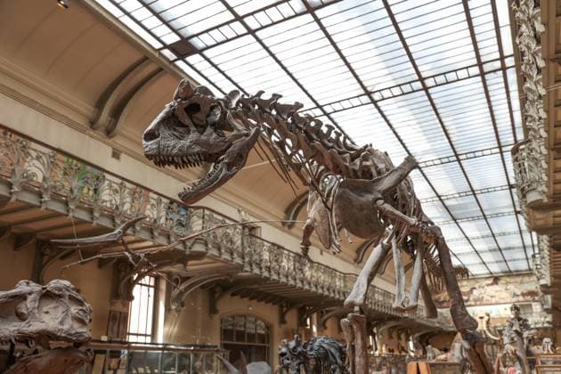 Restored Durfort Mammoth At National Museum Of Natural History - Paris Fossil of dinosaurs in the gallery of the museum of paelonthology. Unveiling of the restored Durfort mammoth at the National Museum of Natural History in Paris. An emblematic figure in the Gallery of Paleontology and Comparative Anatomy of the Museum, where it has been presented for nearly 150 years, the skeleton of the Durfort mammoth is also the only French specimen mounted and exhibited, on June 27, 2023 in Paris. Photo by Christophe Michel ABACAPRESS.COM PARIS ILE DE FRANCE France  Copyright: xMichelxChristophe ABACAx 858586_052 MichelxChristophe ABACAx 858586_052