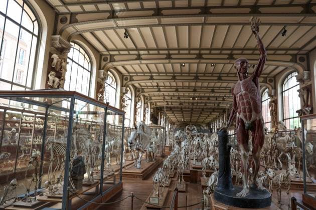Restored Durfort Mammoth At National Museum Of Natural History - Paris Fossil of vertebrates in the gallery of the museum of paelonthology. Unveiling of the restored Durfort mammoth at the National Museum of Natural History in Paris. An emblematic figure in the Gallery of Paleontology and Comparative Anatomy of the Museum, where it has been presented for nearly 150 years, the skeleton of the Durfort mammoth is also the only French specimen mounted and exhibited, on June 27, 2023 in Paris. Photo by Christophe Michel ABACAPRESS.COM PARIS ILE DE FRANCE France  Copyright: xMichelxChristophe ABACAx 858586_057 MichelxChristophe ABACAx 858586_057