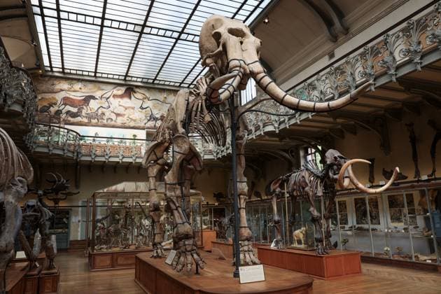 Restored Durfort Mammoth At National Museum Of Natural History - Paris Unveiling of the restored Durfort mammoth at the National Museum of Natural History in Paris. An emblematic figure in the Gallery of Paleontology and Comparative Anatomy of the Museum, where it has been presented for nearly 150 years, the skeleton of the Durfort mammoth is also the only French specimen mounted and exhibited, on June 27, 2023 in Paris. Photo by Christophe Michel ABACAPRESS.COM PARIS ILE DE FRANCE France  Copyright: xMichelxChristophe ABACAx 858586_058 MichelxChristophe ABACAx 858586_058