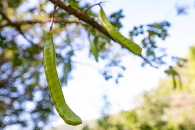 Croatia, Mljet, 270623. Summer plants and insects in the Mljet National Park. In the photo: Ceratonia siliqua, carob. Photo: Ivana Nobilo CROPIX Copyright: xxIvanaxNobilox biljke_kukci_mljet22-270623