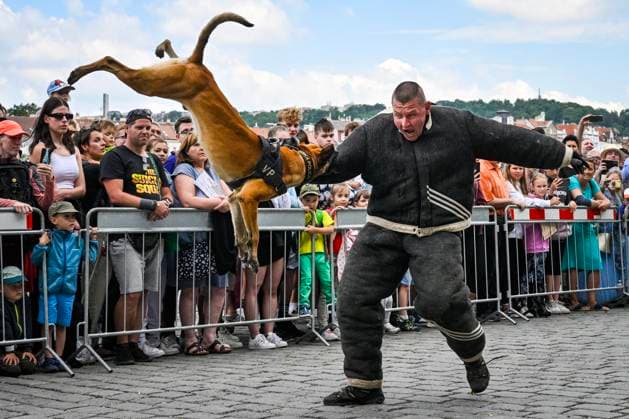 News Themen der Woche KW26 Bilder des Jahres 2023, News 06 Juni News Bilder des Tages Czech Military celebrates 30 years of its existence in Prague, Czech Republic, June 28, 2023. Pictured is a demonstration of service dog training. (CTKxPhoto VitxSimanek) CTKPhotoP2023062803859  CTKPhotoP2023062803859