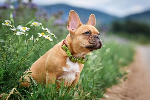  Rotbraune Französische Bulldogge Hundewelpe mit 16 Wochen sitzend zwischen Blumenwiese *** auburn French Bulldog Dog puppy with 16 weeks sitting between Blumenwiese Copyright: imageBROKER/Firn ibxmob09381689.jpg
