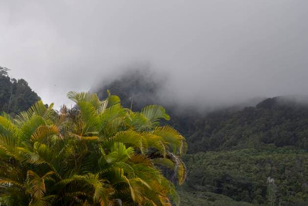 Seychellen: Nebel über dem Nationalpark. Dichter Nebel wabert über die üppige Vegetation im Morne Seychellois National Park auf der Seychellen-Hauptinsel MahÃ . Victoria MahÃ Seychellen *** Seychelles Fog Over National Park Thick fog billowing over lush vegetation in Morne Seychellois National Park on Seychelles main island MahÃ Victoria MahÃ Seychelles