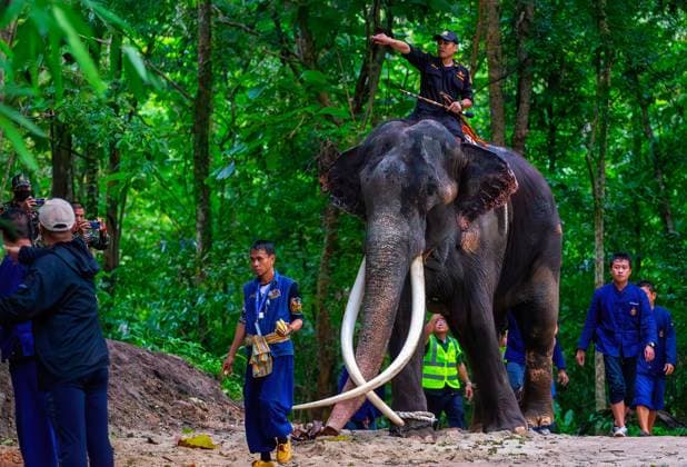 Bilder des Jahres 2023, Entertainment 07 Juli Entertainment Themen der Woch KW26 Entertainment Bilder des Tages July 2, 2023, Lampang, Thailand: Mahout ride Sak Surin Thai elephant at the elephant hospital in Lampang. an ailing elephant that had allegedly not been well cared-for in Sri Lanka. Sak Surin is one of the three elephants that the Royal Thai Government gifted the Government of Sri Lanka since 2001. Thailand - ZUMAs197 20230702_zaa_s197_094 Copyright: xPongmanatxTasirix