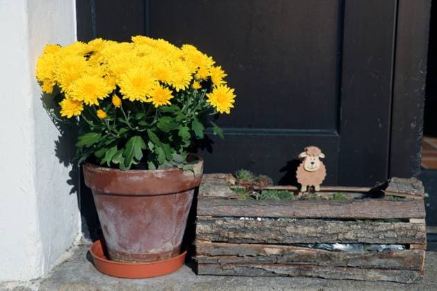 Beautiful bright yellow flowers in flowerpots on the street. Beautiful bright yellow flowers in flowerpots on the street Copyright: xZoonar.com DzmitryxZelianeuskix 16095967
