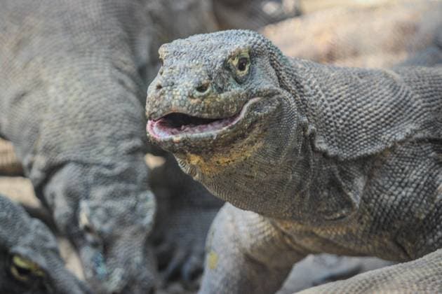 Creative Highlights World Komodo Dragon At The Indonesian Zoo Komodo dragons feed on meat at the Surabaya zoo in Surabaya, East Java Province, Indonesia on July 02, 2023. Komodo dragons are carnivorous lizards, which feed on water buffalos, deer and wild boars, and can grow up to three metres in length and weigh more than 150 kilogrammes. They have venom glands loaded with toxins that lower blood pressure, cause massive bleeding, prevent clotting, and induce shock. Komodo dragons are just can found on Komodo island in Indonesia, the island is particularly notable as the habitat of the Komodo dragon, the largest lizard on Earth. Surabaya Indonesia  Copyright: xWFxSihardianx originalFilename: sihardian-notitle230703_npueq.jpg