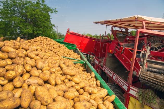 News Bilder des Tages Landwirt Hartmut Magin bei der Kartoffelernte in Mutterstadt, Pfalz (04. Juli 2023) *** Farmer Hartmut Magin harvesting potatoes in Mutterstadt, Palatinate 04 July 2023 Copyright: xx