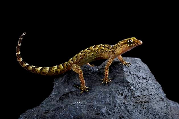 Stone gecko on a black background Jakarta, Jakarta, Indonesia R_DIOE230704-1212002-01