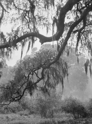 RECORD DATE NOT STATED Spanish moss, New Orleans, between 1920 and 1926. Creator: Arnold Genthe. Copyright:xHeritagexArt HeritagexImagesx IMAGO ,2955391 ! ACHTUNG: AUFNAHMEDATUM GESCHÄTZT!  Copyright:HeritagexArt HeritagexImagesx IMAGO