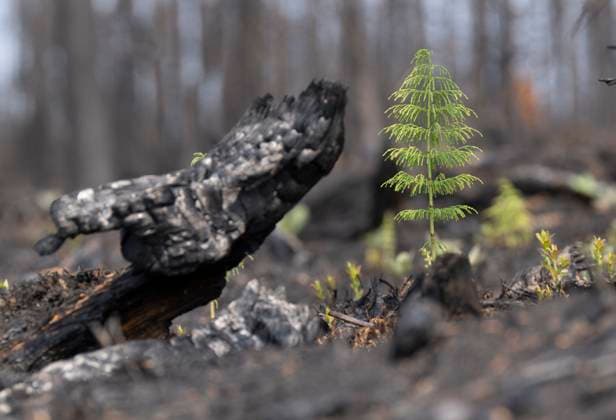 July 5, 2023, Lebel-sur-Quevillon, PQ, Canada: New growth is seen amongst the remains of burnt trees during a tour of damage from forest fires near Lebel-sur-Quevillon, Que., Wednesday, July 5, 2023. Lebel-sur-Quevillon Canada  - ZUMAc35_ 20230705_zaf_c35_021 Copyright: xAdrianxWyldx