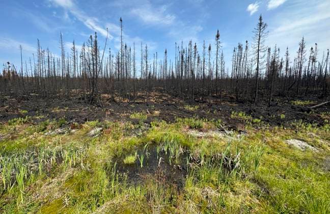 July 5, 2023, Lebel-sur-Quevillon, PQ, Canada: A small puddle is seen at the edge of an area of forest destroyed by fire near Lebel-sur-Quevillon, Que., Wednesday, July 5, 2023. Lebel-sur-Quevillon Canada  - ZUMAc35_ 20230705_zaf_c35_025 Copyright: xAdrianxWyldx