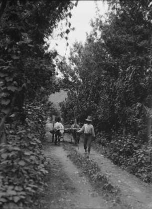 RECORD DATE NOT STATED Travel views of Cuba and Guatemala, between 1899 and 1926. Creator: Arnold Genthe. Copyright:x HeritagexImagesx IMAGO ,2957310 ! ACHTUNG: AUFNAHMEDATUM GESCHÄTZT!  Copyright: HeritagexImagesx IMAGO