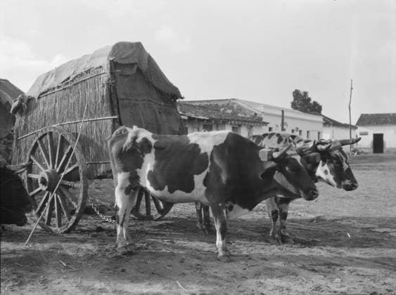 RECORD DATE NOT STATED Travel views of Cuba and Guatemala, between 1899 and 1926. Creator: Arnold Genthe. Copyright:x HeritagexImagesx IMAGO ,2957422 ! ACHTUNG: AUFNAHMEDATUM GESCHÄTZT!  Copyright: HeritagexImagesx IMAGO