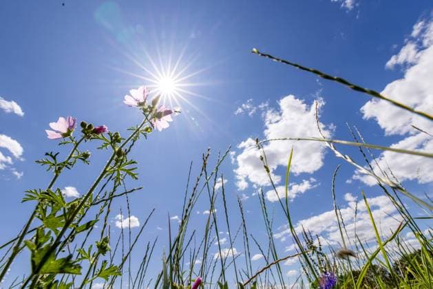 Hitzewelle in Aussicht Die Mittagssonne scheint bei blauem Himmel und wenigen Wolken über Blumen auf einer Wiese am Stadtrand. Für das kommende Wochenende werden sommerliche Temperaturen über 30 Grad vorhergesagt., Oberursel Hessen Deutschland *** Heat wave in prospect The midday sun shines with a blue sky and few clouds over flowers on a meadow on the outskirts of town Summer temperatures above 30 degrees are forecast for the coming weekend , Oberursel Hesse Germany