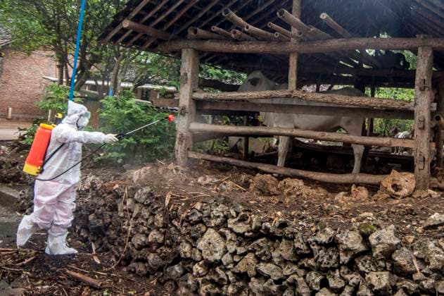 (230707) -- YOGYAKARTA, July 7, 2023 -- A staff member wearing protective suits sprays disinfectant to a cowshed at Candirejo village in Gunung Kidul district, Yogyakarta, Indonesia, on July 7, 2023. One person has been confirmed dead from anthrax and 85 others have found to be infected after all of them consumed infected meat in Indonesia s Yogyakarta province, said local authorities on Tuesday. (Photo by Xinhua) INDONESIA-YOGYAKARTA-ANTHRAX AgungxSupriyanto 