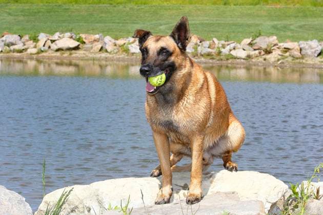 Mechelaar, Malinois, Belgian Sheepdog Canis Lupus F familiaris , nine Years Age Ruede sits with a Ball at Mouth to a Pond, Front view, Germany, NRW Malinois Canis Lupus F familiaris , Nine Year Old Male Sitting by a Pond With a Ball in His mouth, Front view, Germany, North Rhine Westphalia BLWS690248 Copyright: xblickwinkel B.xRainerx