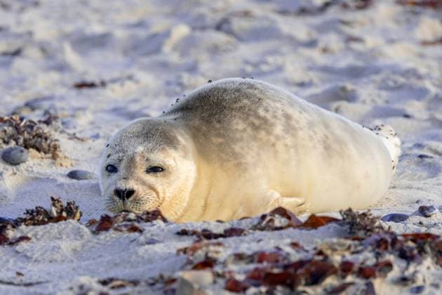 Kegelrobbe, Kegel-Robbe (Halichoerus grypus), Jungtier ruht am Strand, Deutschland, Schleswig-Holstein, Helgoland gray seal (Halichoerus grypus), young animal resting on the beach, Germany, Schleswig-Holstein, Heligoland BLWS690276 *** Grey Seal, Cone Robbe Halichoerus grypus , Kitten rests on Beach, Germany, Schleswig Holstein, Helgoland Gray Seal Halichoerus grypus , Young Animal RESTING ON The beach, Germany, Schleswig Holstein, Heligoland BLWS690276 Copyright: xblickwinkel A.xTreptex