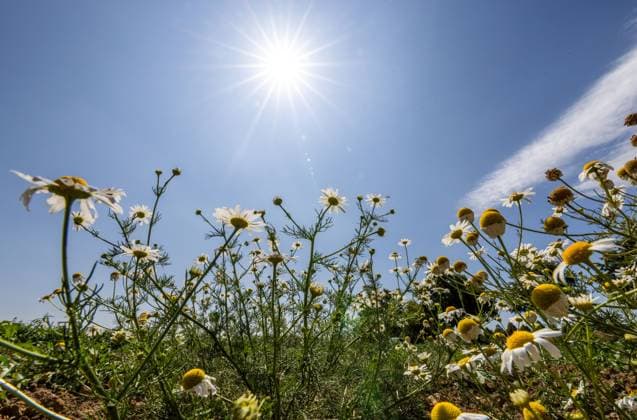 News Themen der Woche KW27 News Bilder des Tages Hitze und Sonnenschein Die Sonne scheint bei blauem Himmel über Kamillen auf einem Feld. An diesem Wochenende werden Temperaturen über 30 Grad für weite Teile Deutschlands vorhergesagt., Bad Homburg Hessen Deutschland *** Heat and sunshine The sun shines under a blue sky over camomiles in a field This weekend, temperatures above 30 degrees are forecast for large parts of Germany , Bad Homburg Hesse Germany