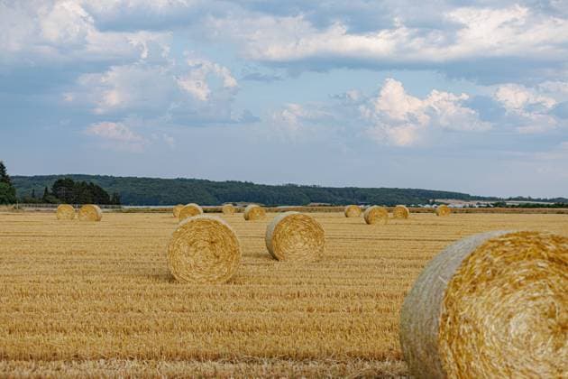 News Bilder des Tages Stroh Rundballen nach der Weizenernte auf einem Feld in Wachtberg Gimmersdorf. 08.07.2023 Wachtberg Gimmersdorf NRW Deutschland *** Straw round bales after wheat harvest on a field in Wachtberg Gimmersdorf 08 07 2023 Wachtberg Gimmersdorf NRW Germany