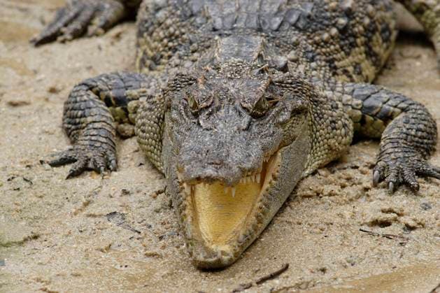 Siamkrokodil, Kao Yai Nationalpark (Crocodylus siamensis), Thailand, Asien *** Siamese crocodile, Kao Yai National Park Crocodylus siamensis , Thailand, Asia Copyright: imageBROKER A.xRose iblran05190944.jpg
