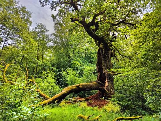 Creative Highlights World Urwald Sababurg, Naturschutzgebiet, Gutsbezirk Reinhardswald, Hessen, Deutschland, Europa *** Jungle Sababurg, Nature reserve, Gutsbezirk Reinhardswald, Hesse, Germany, Europe Copyright: imageBROKER/StefanxZiese iblszi09402839.jpg