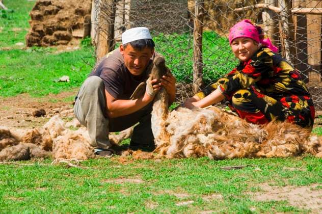  Kasachen, Kazakhstan, Schaf, Schafe, Scherer, Schafscherer, Schafschur, Mann und Frau, scheren Hausschaf, Gabagly National Park, Gabagly, Kasachstan, Asien *** Kazakhs, Kazakhstan, Sheep, Sheep, Shearer, Shearers, Sheep shearing, Man and Woman, Shears Domestic sheep, Gabagly National Park, Gabagly, Kazakhstan, Asia Copyright: imageBROKER/Therin-Weise iblthg05451371.jpg