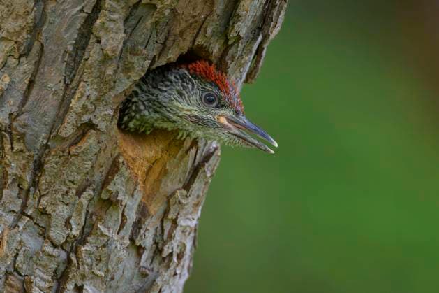  Grünspecht (Picus viridis), fast flügger Jungvogel schaut aus Nisthöhle, Biosphärengebiet, Schwäbische Alb, Baden-Württemberg, Deutschland, Europa *** Green Woodpecker Picus viridis , Almost Flügger Young bird looks from Nesting hole, Biosphere area, Swabian Alb, Bathing Württemberg, Germany, Europe Copyright: imageBROKER/BerndxZoller ibxbzo09400283.jpg
