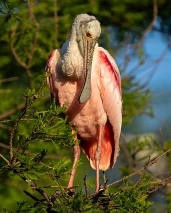 Creative Highlights World A Roseate Spoonbill Preening His Feathers St. Augustine, Florida, United States R_EMGX230711-1212508-01