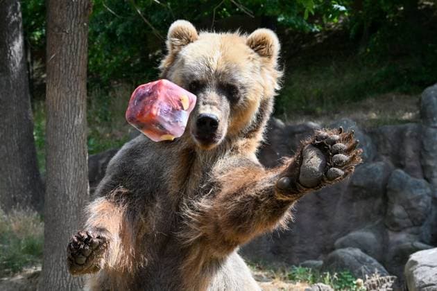 Bilder des Jahres 2023, Entertainment 07 Juli Entertainment Themen der Woche KW28 Entertainment Bilder des Tages The prolonged heat causes problems not only for humans but also for animals in zoos. They need constant access to water, seek shade and are more likely to stay indoors. Some of them are sprayed with water by keepers. Pictured here on July 12, 2023, is a Kamchatka bear with an ice cake at Brno Zoo. (CTKxPhoto VaclavxSalek) CTKPhotoP2023071203851  CTKPhotoP2023071203851
