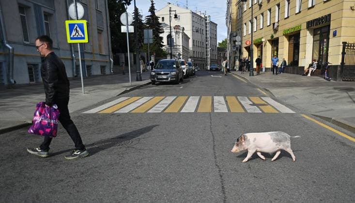 Entertainment Themen der Woche KW28 Entertainment Bilder des Tages Russia Daily Life 8476935 12.07.2023 A man with a pig crosses a street in Moscow, Russia. Kristina Kormilitsyna Sputnik Moscow Russia  Copyright: xKristinaxKormilitsynax